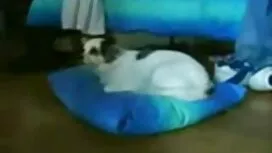 قدم اللسان فاسق ل pi ...